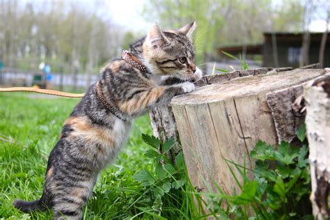 Варежка кошка из приюта на пристройство, кошка ищет дом!