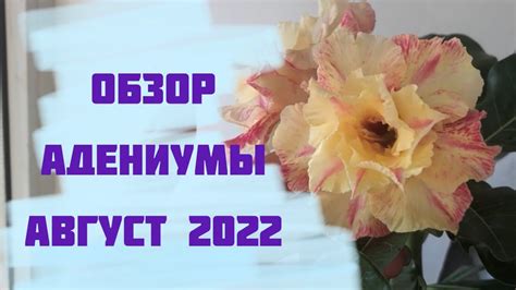 Адениумы. Август,Обзор - YouTube