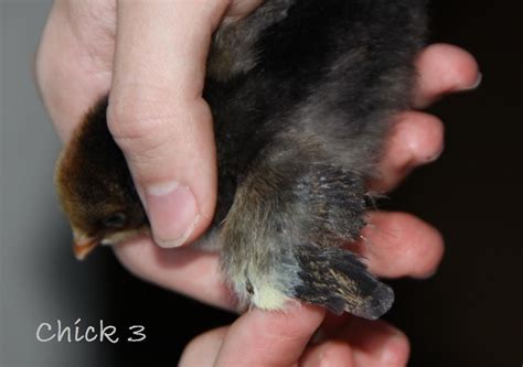 Wing Sex My Chicks BackYard Chickens Learn How To Raise Chickens