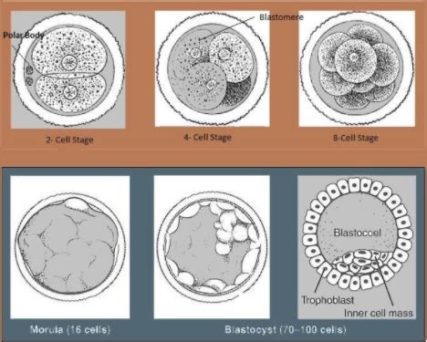 Blastula Stage