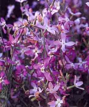 Семена Matthiola BICORNIS (Маттиола) купить c доставкой почтой ...