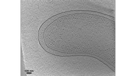 75 Cytoplasmic Chemosensory Arrays Atlas Of Bacterial And Archaeal