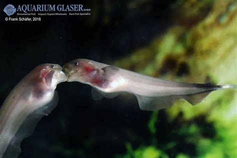 Apteronotus albifrons - Weißstirn-Messerfisch - my-fish - Aus Freude an ...