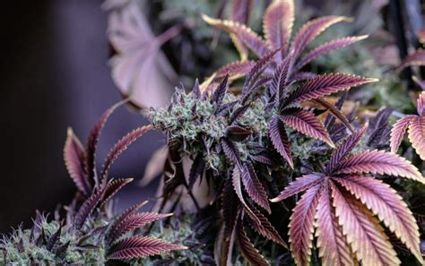 The Different Types Of Fast Flowering Strains Atthefulton