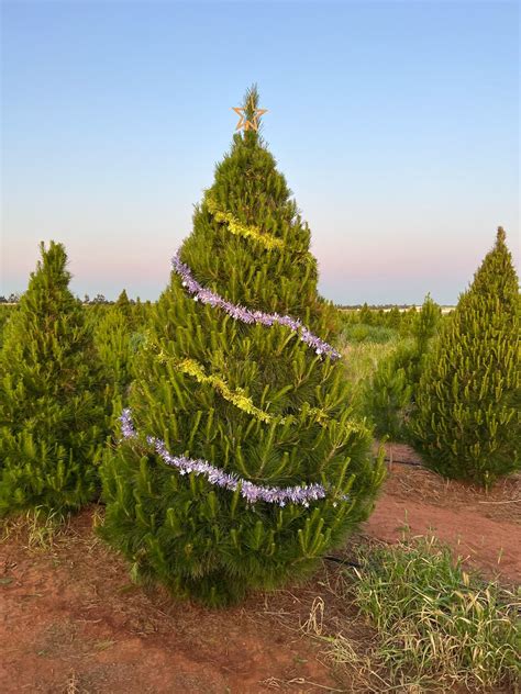 Pick Your Tree Real Christmas Trees Melbourne