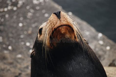 Sea lion nose close up stock image. Image of black, sealion - 117815089