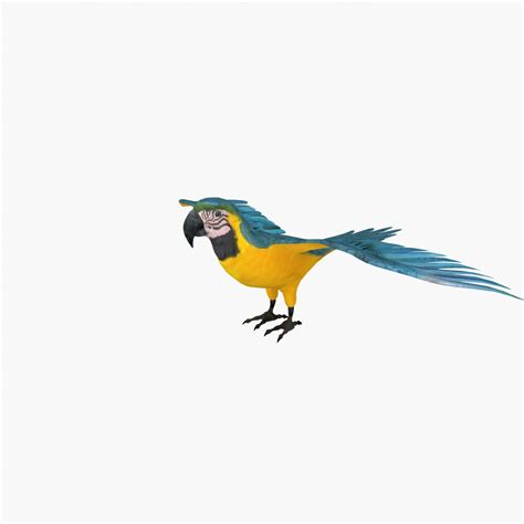 3d model parrot animation flying