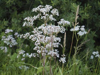 Apiaceae | Description, Characteristics, Examples, Genera, Species ...