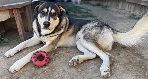 My beautiful boy has finally filled out after 6 months, can’t see his