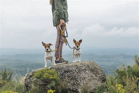 Hunde Mit Farben Heilen 5