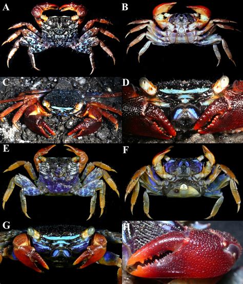Species New to Science: [Crustacea • 2018] Parasesarma peninsulare