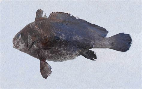 Croaker Family Photographs, and Information – Sciaenidae | Mexico ...