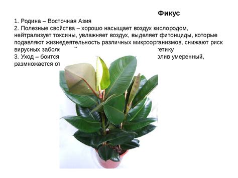 Фикус Робуста: уход в домашних условиях, описание растения и правила ...