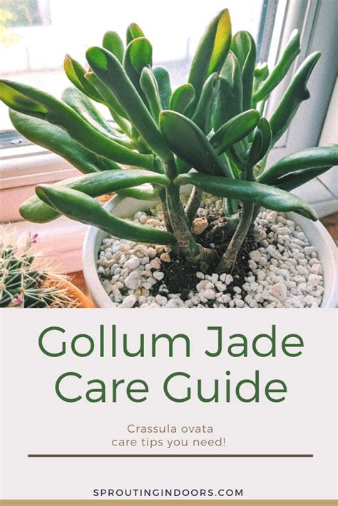 Gollum Jade Succulent Care Pflanzen Projekte