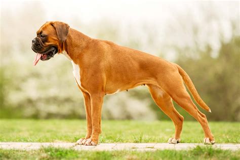 Boxer Dog Growth & Weight Chart (Complete Guide)