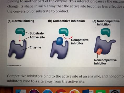 Bio 1 Exam 2 Flashcards Quizlet