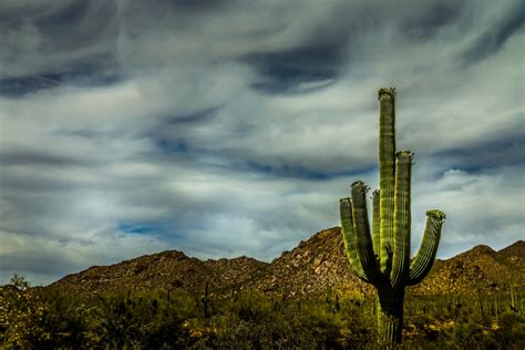 Saguaro National Park Your Ultimate Guide To The Park