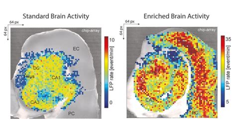 Living a Varied Life Boosts Brain Connectivity in Mice : ScienceAlert