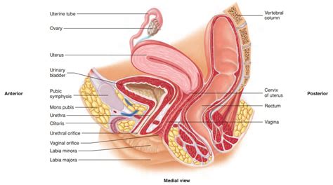 Female Reproductive Organ Side View