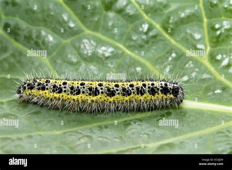 Side View Of A Caterpillar Of Large Cabbage White Butterfly Pieris