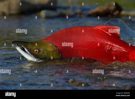 Sockeye Salmon Oncorhynchus Nerka Male In River During Migration