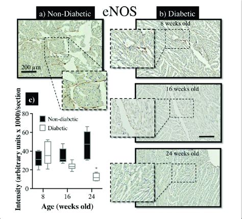 Immunohistochemical Assessment Of Enos Protein Expression In