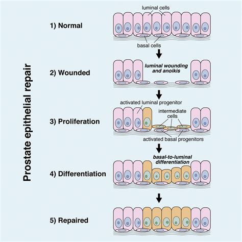 Basal Progenitors Contribute To Repair Of The Prostate Epithelium