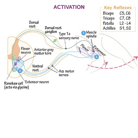 Neuroanatomy Glossary: Muscle Stretch Reflex | Draw It to Know It