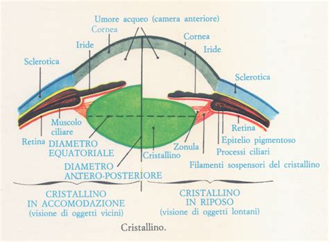 Occhio Organo Della Vista