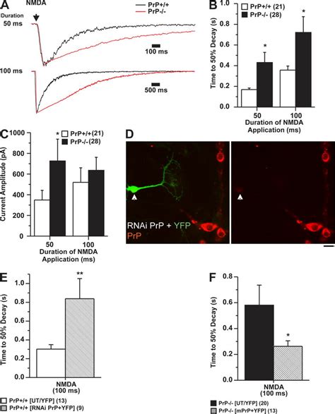 Kinetic Analysis Of Evoked NMDAR Mediated Currents In Cultured