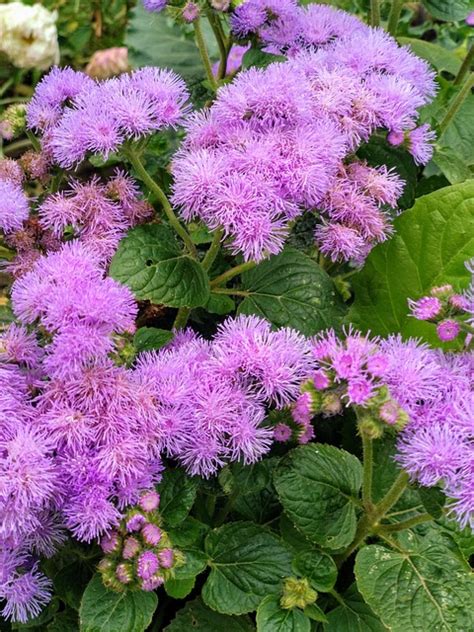 Агератум Цветы Ageratum - Free photo on Pixabay - Pixabay