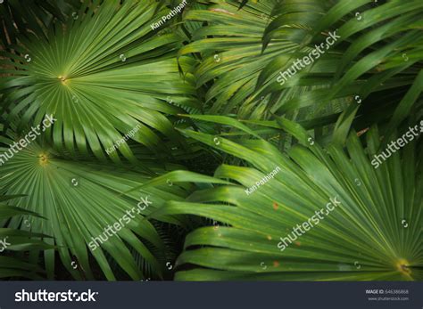 Anahaw Palm Leaves Stock Photo 646386868 | Shutterstock