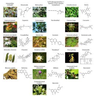 Structural Features Of Plants And Bioactive Compounds That Affect