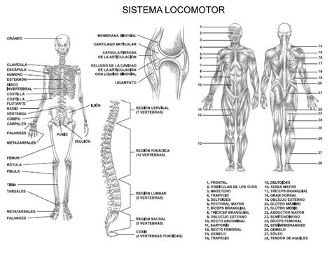 Sistema Locomotor Biology Sistema Locomotor Studocu