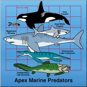 Clip Art Apex Marine Predators Color 1 Abcteach