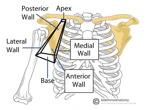 The Axilla Region - Borders - Contents - TeachMeAnatomy