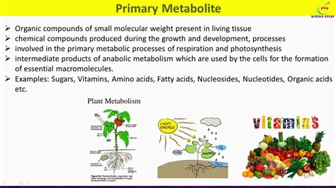 Primäre Und Sekundäre Metaboliten In Der Fermentation Ppt