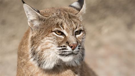 Mammals Found In Louisiana Sciencing