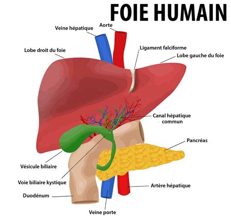 Colique hépatique causes manifestations et solutions