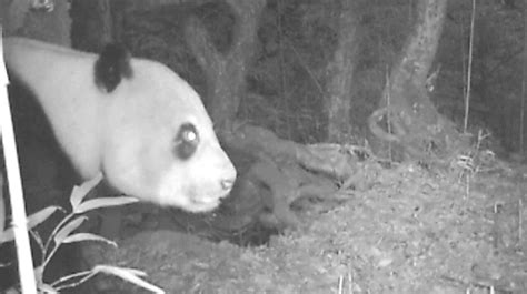 Infrared Cameras Have Captured Another Wild Panda In A Forest Around The Sanwan River Of Yaan