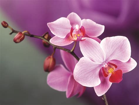 Elegant Orchid Bliss Hd Wallpaper For Nature Lovers