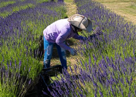 Fat Cat Lavender Farm Sequim Daily Photo