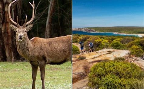 Nsw Police Rescue And Fine Two Nude Sunbathers Who Got Lost