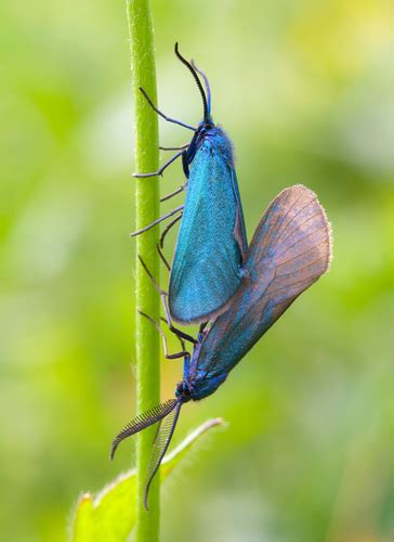 Scarce Forester Jordanita Globulariae Inaturalist