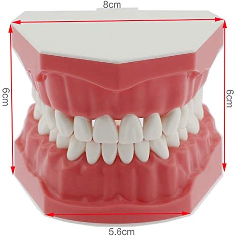 Dentalmall Dental Model Brushing Flossing Practice Teeth Typodonts Mode