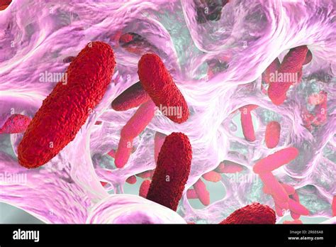 Klebsiella pneumoniae bacteria in biofilm, computer illustration. K. pneumoniae are Gram ...