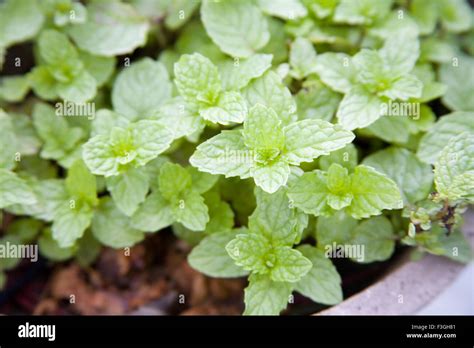 Spice Plant Green Leaves Of Mint Pudina Mentha Arvensis Village