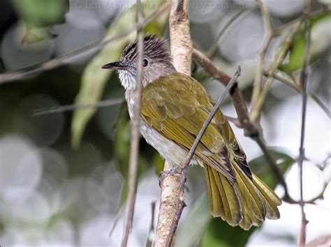 Mountain Bulbul Photo Image 2 Of 2 By Ian Montgomery At Au