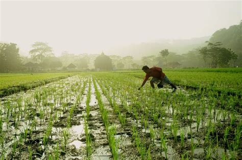 Some Philippine Agricultural Superstitions Mirror Agroforestry Efforts