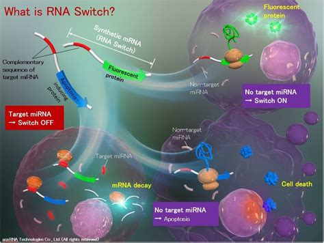 Rna Switch Seriesproductsnacalai Tesque Inc